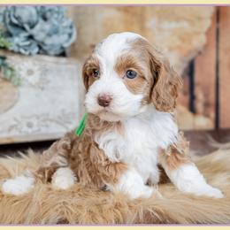 Belle - Red and white female Cockapoo puppy in Connersville, Indiana from Deaz Doodle Ranch