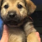 Chinook Puppies from Forever Greene Chinooks
