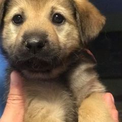 Chinook Puppies from Forever Greene Chinooks