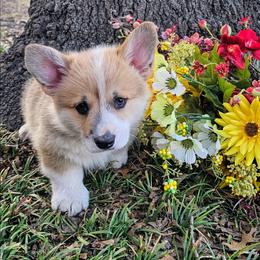 Male 2 (Tex) - Red male Pembroke Welsh Corgi puppy in Allen, Texas from Whitecreek Corgis