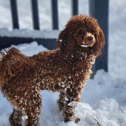 Reba - Poodle