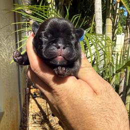 Mateo - Brindle male French Bulldog puppy in Largo, Florida from Big Daddy Frenchies