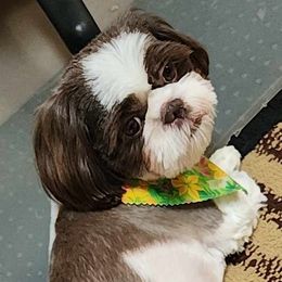 Salem - Shih Tzu