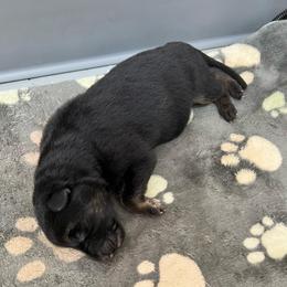 Pink - Black and tan female German Shepherd puppy in Grand Rivers, Kentucky from Von Frieden German Shepherds LLC