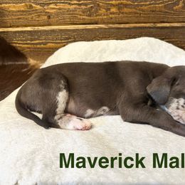 Maverick - Chocolate male Catahoula Leopard Dog puppy in Slaton, Texas from M5 Catahoulas