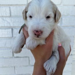 Sheepadoodle Puppies from Jonsies Pups