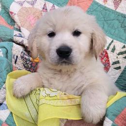 3rd pick of the boys from the Soda Pop Pups - Golden male Golden Retriever puppy in Fithian, Illinois from LOMAH Retrievers