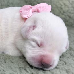 Labrador Retriever Puppies from Kingridge Kennels