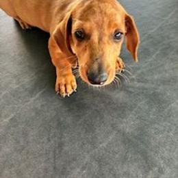 Casper - Dapple male Dachshund puppy in Newcomerstown, Ohio from Rose's Dachshunds