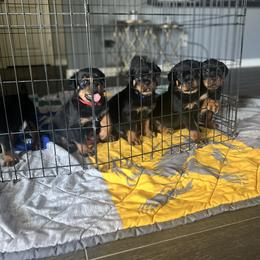 "Socializing " Rottweiler Puppies from VHWilliamsRottweilers
