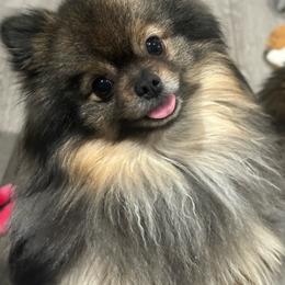 Pomeranian Puppies from Lori’s Precious Poms