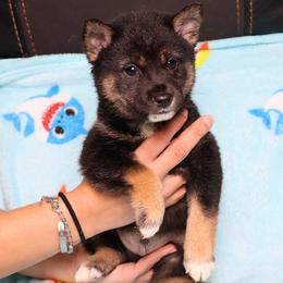 Hercules - Black and tan male Shiba Inu puppy in Ewing Township, New Jersey from NJ Shiba Baby