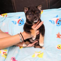 Hercules - Black and tan male Shiba Inu puppy in Ewing Township, New Jersey from NJ Shiba Baby
