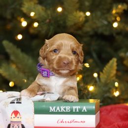 Purple - Caramel female Australian Labradoodle puppy in Calhoun, Louisiana from Arrowhead Australian Labradoodles