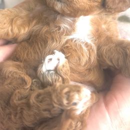 Willow - Red female Cavapoo puppy in Mona, Utah from Small Town Cavaliers