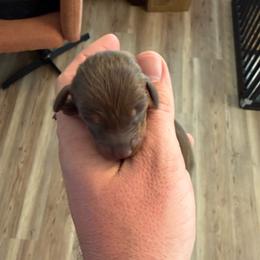 Fern - chocolate tan female - Chocolate and tan female Dachshund puppy in Indian Trail, North Carolina from Hilda’s Teenie Weenies