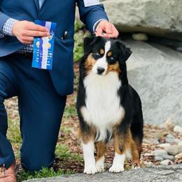 Kalinda - Miniature American Shepherd