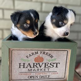 Toy Australian Shepherd Puppies from B&B Toy Aussies