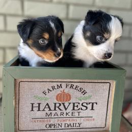 Toy Australian Shepherd Puppies from B&B Toy Aussies