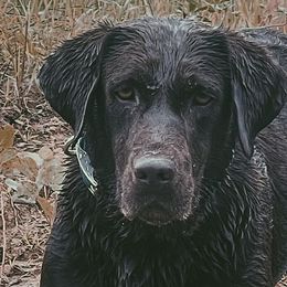 English Setters, German Shorthaired Pointers, German Wirehaired Pointers, and Labrador Retrievers from Point and Flush Gun Dogs