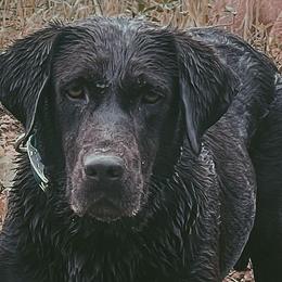 English Setters, German Shorthaired Pointers, German Wirehaired Pointers, and Labrador Retrievers from Point and Flush Gun Dogs