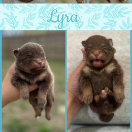Lyra - Chocolate and tan female Pomeranian puppy in Willow Spring, North Carolina from GTBBF Pomeranians