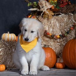 Yellow - Light golden male Golden Retriever puppy in Donnelly, Idaho from Valley County Goldens