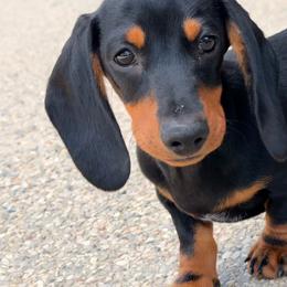 Jack - Black and tan male Dachshund puppy in Muskego, Wisconsin from Platinum