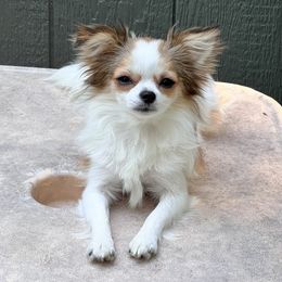 Kassy - Chihuahua