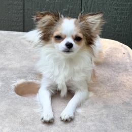 Kassy - Chihuahua