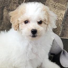 Aussiedoodles, Goldendoodles, and Poodles from Wiggle Bottom Kennels