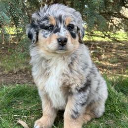 Red Collar Boy - Blue merle male Australian Shepherd puppy in Van Wert, Ohio from Northwest Ohio Aussies
