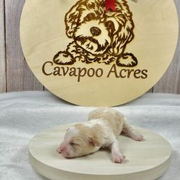 Jack - Blenheim male Cavapoo puppy in Lancaster, Missouri from Cavapoo Acres