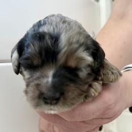 Bernedoodle, Bernese Mountain Dog, Cavalier King Charles Spaniel, Cavapoo, and Poodle Puppies from Ellas.Pups (Bernedoodles & Cavapoos)