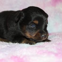 Rory - Black tri male Miniature Australian Shepherd puppy in Paris, Texas from Kuttin’ Up Mini Aussies