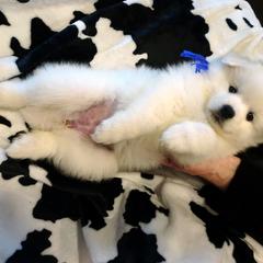 American Eskimo Dog Puppies from Tribe of Aryelle