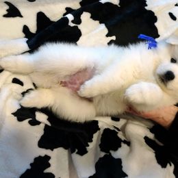American Eskimo Dog Puppies from Tribe of Aryelle