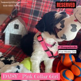 Goldendoodle, Poodle, and Sheepadoodle Puppies from Heavenly Hilltop Farm