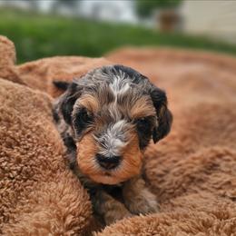 Indie - Merle female Cavapoo puppy in Decatur, Illinois from Petite Pups