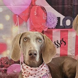 Weimaraners from Shade of Grey Weimaraners