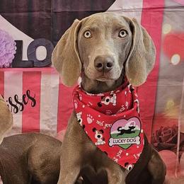 Weimaraners from Shade of Grey Weimaraners