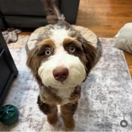 Bernedoodle and Goldendoodle All Grown Up from Teddy Puppies