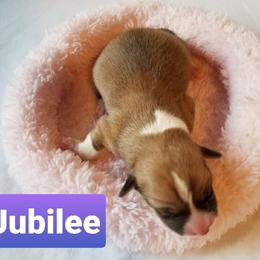 Pembroke Welsh Corgi Puppies from Whimsical Treasure Corgis