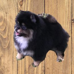 TRINKET - Pomeranian