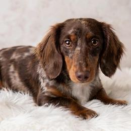 Woody - Dachshund