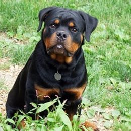 Pomsky, Rottweiler, Shetland Sheepdog, and Toy Shetland Sheepdog Puppies from Mountain High Kennels