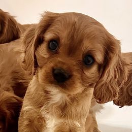 Cavalier King Charles Spaniel Puppies from Sweet Southern Cavaliers