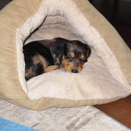 Dachshund Puppies from LPS weenies