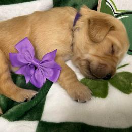 Purple Collar - Female 3 - Golden female Golden Retriever puppy in Bonanza, Oregon from Gold 'N Dust Ranch
