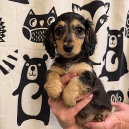 Kiss - Black and cream female Dachshund puppy in Huntingdon, Pennsylvania from Indian Creek Springers and Doxies